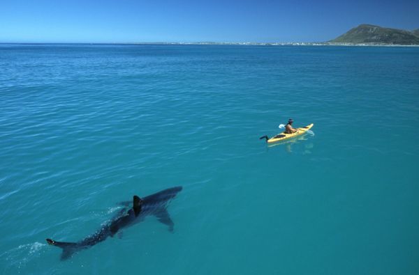 Great White Shark Stalks A Kayak