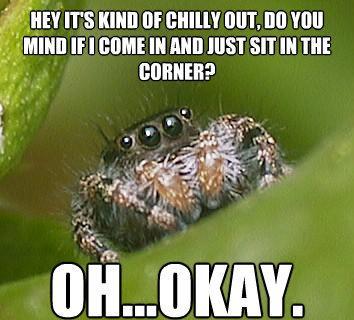 Misunderstood House Spider Meme Wants To Live In Your House