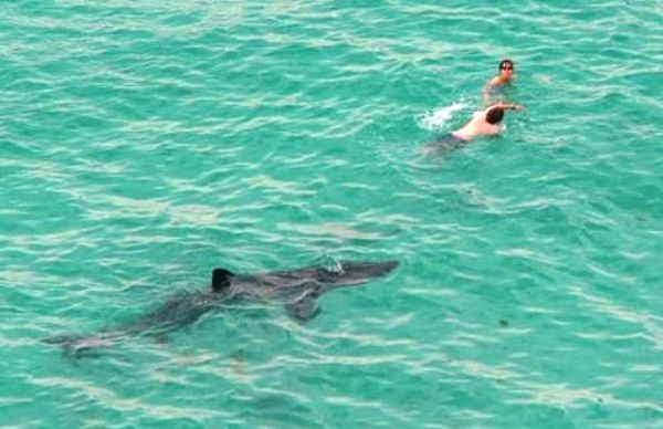 Shark Follows People In Ocean Picture