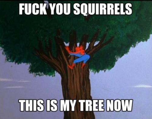 spidey-meme-squirrels