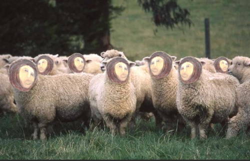 The Restoration Of Sheep