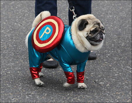 Halloween Pugs Captain America