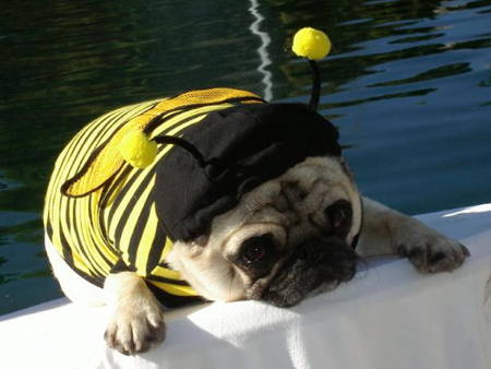 Best Pug Costumes Bee