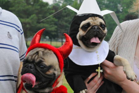 Halloween Pugs Catholics