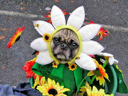 Halloween Pugs Flower