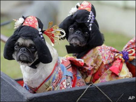 Halloween Pugs Dressed As Geishas