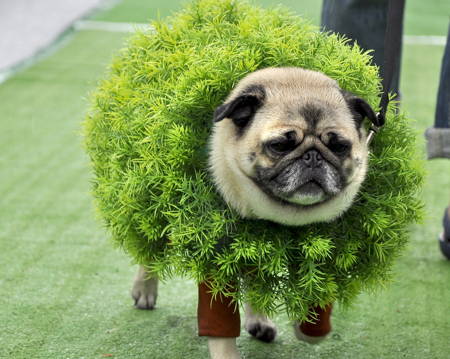 Halloween Pugs Hedge
