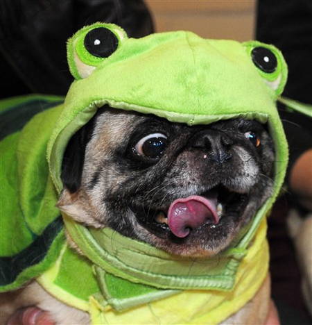 Best Pug Costumes Known To Man Kermit