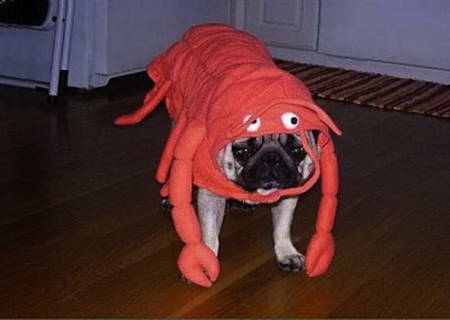 Halloween Pugs Lobster Costume