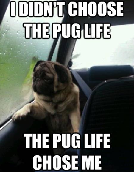 Pug Meme Pug Life