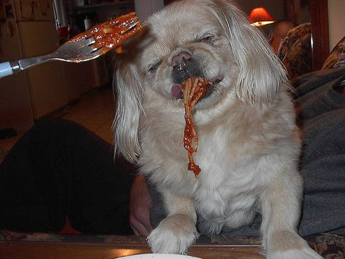 Pets Spaghetti