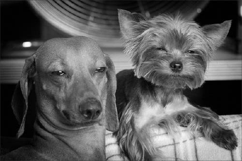 Stoned Pets Yorkie