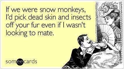 Snow Monkeys ecard