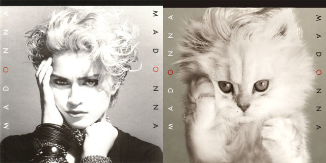 Kitten Inspired Album Madonna