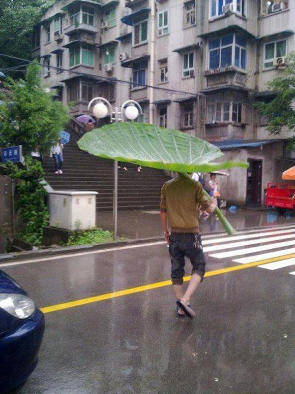 Giant Leaf Used As Umbrella