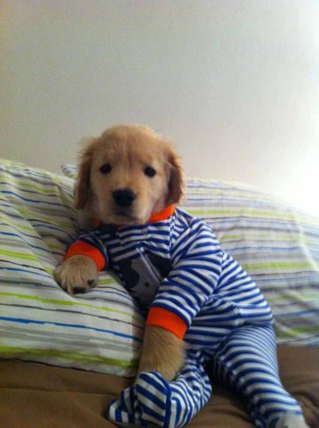 Dog Wearing Pajamas