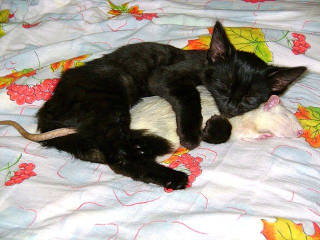 Cat Snuggling A Rat