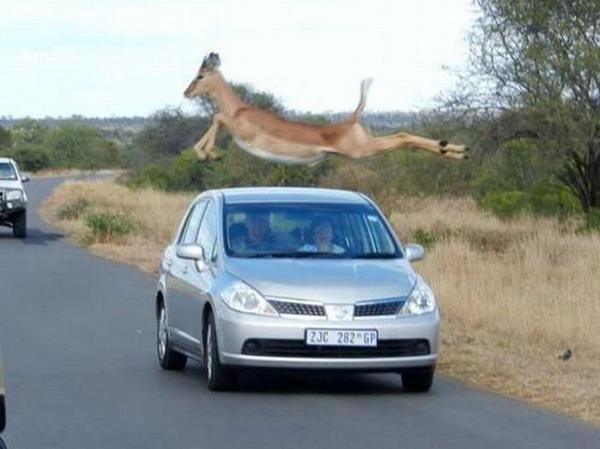 best-viral-pictures-of-week-car-jump