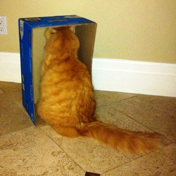 best-viral-pictures-of-week-cat-box