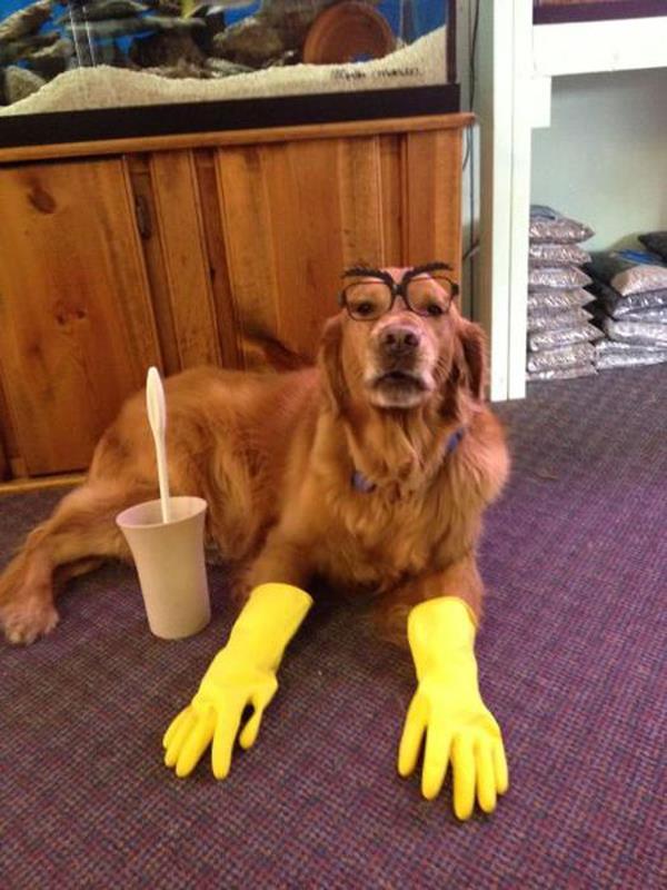 best-viral-pictures-of-week-dog-gloves