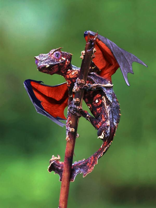 best-viral-pictures-of-week-dragon