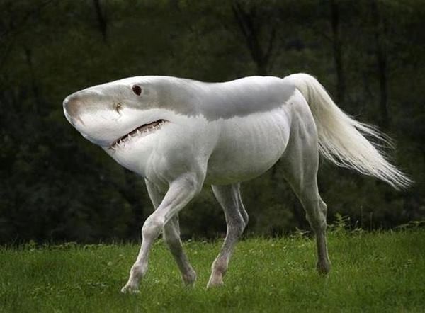 best-viral-pictures-of-week-shark-horse