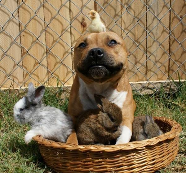 best-viral-pictures-week-5-dog-with-chicks