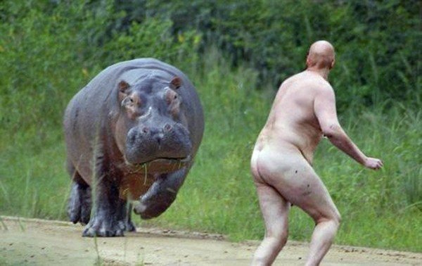 best-viral-pictures-week-5-hippo