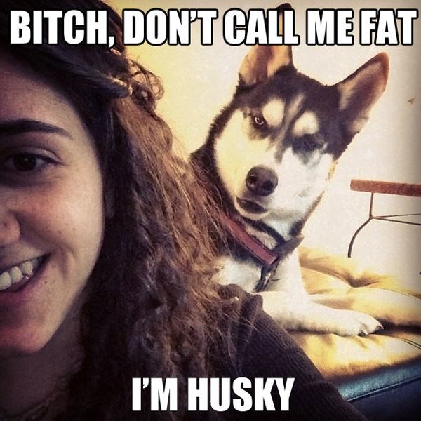 Husky Best Viral Pictures
