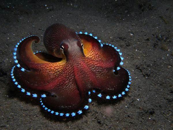 best-viral-pictures-week-5-octopus