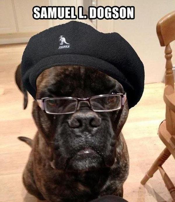 Samuel Jackson In Dog Form