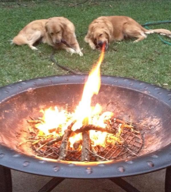 Perfect Timing Dog Fire