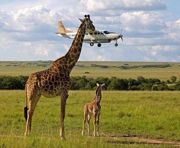 Giraffe Biting An Airplane