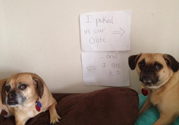 Dog Shaming Guilty Couple