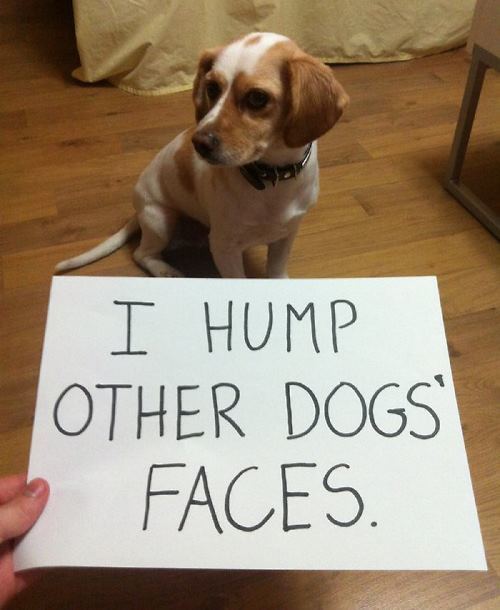 I Hump Other Dogs Faces