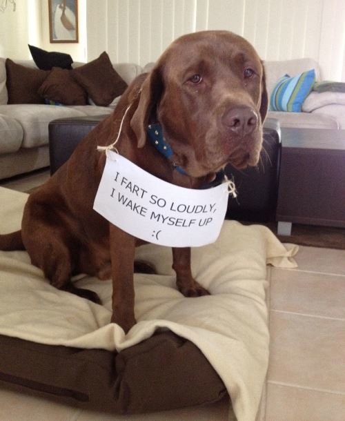 Dog Shaming For Farting Loudly