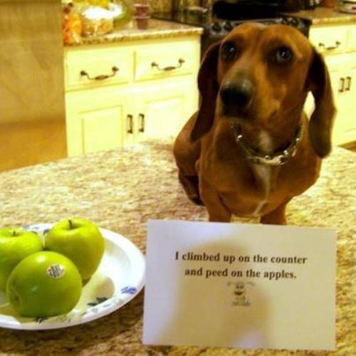 Dog Peed On Apples