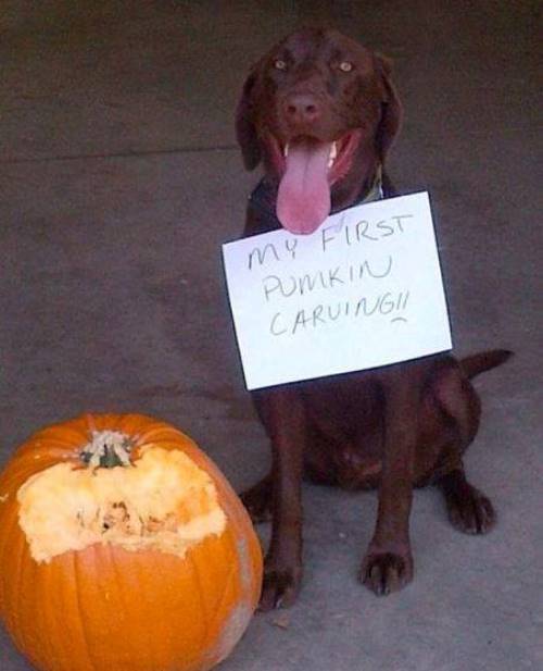 Dog Shaming Pumpkin Carving