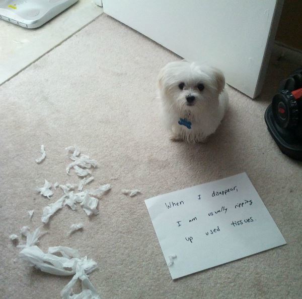 Dog Shaming For Tearing Up Tissues