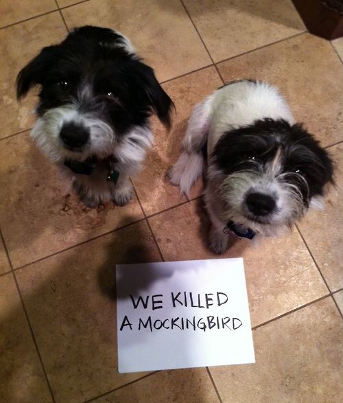 Dogs Ate A Mockingbird
