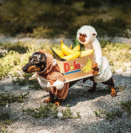 Funny Dog Costume