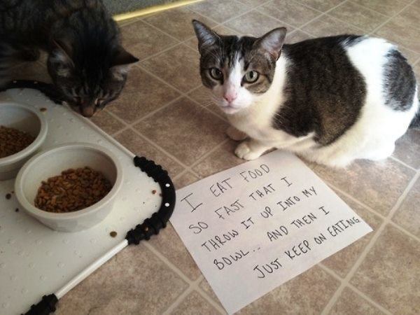 Pet Cat Shaming Photo
