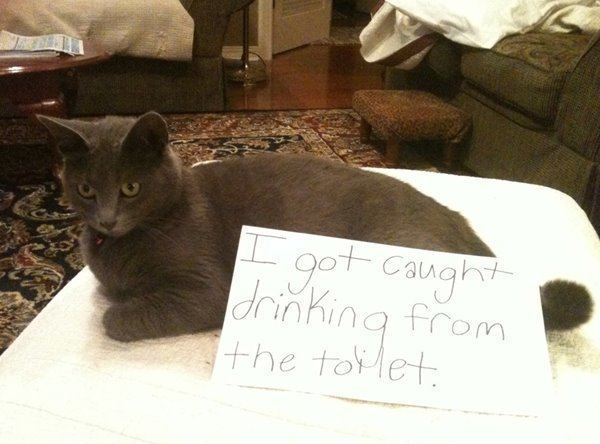 Cat Shaming Drinking From The Toilet