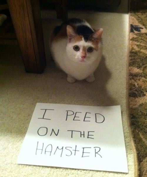 Cat Shaming Hamster