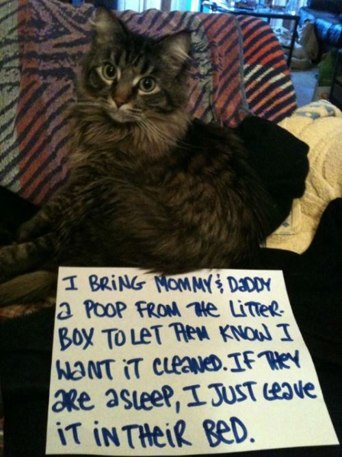 Cat Shaming Poop