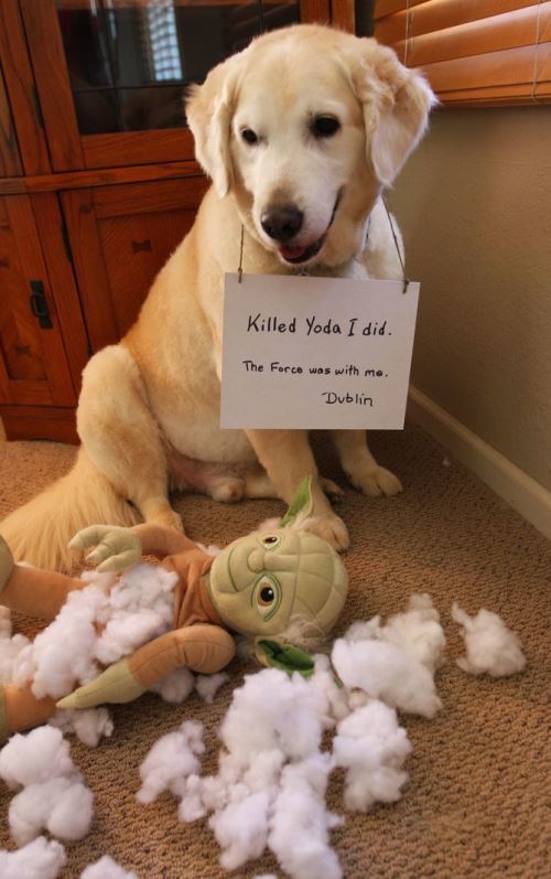 Dog Killed Yoda