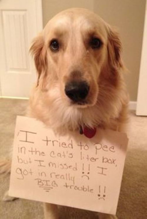 Dog Shaming Pees In The Litter Box