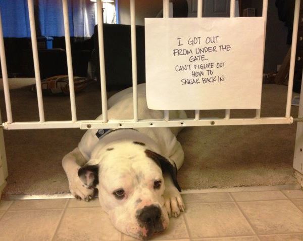Dog Shaming Stuck In Gate