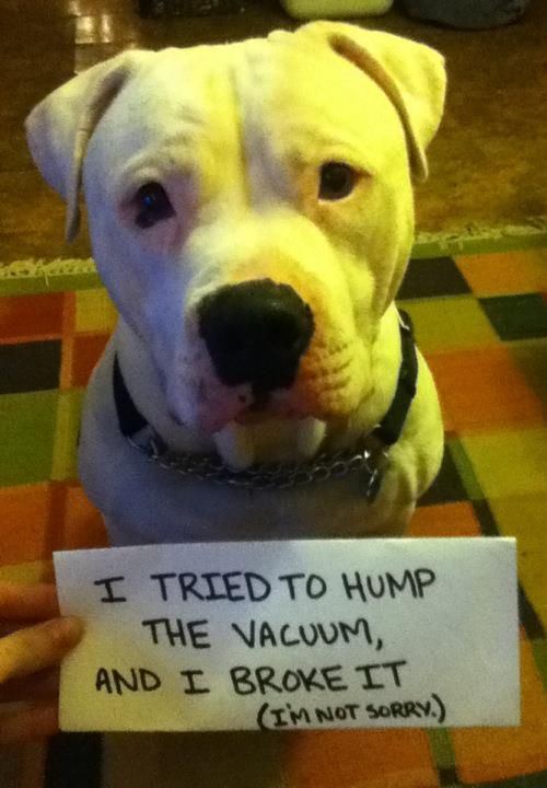 Dog Shaming Vacuum
