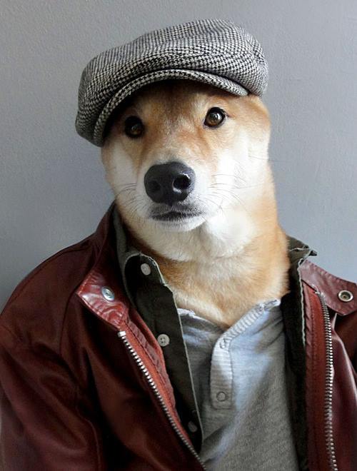 Fashion Doge